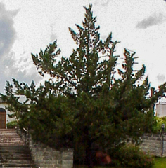 Juniperus bermudiana