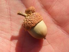 Quercus oblongifolia