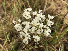 Daucus crinitus
