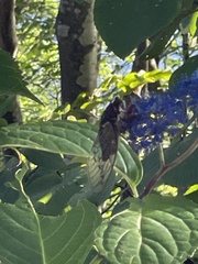 Auritibicen japonicus