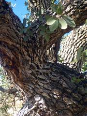 Quercus oblongifolia