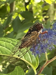 Auritibicen japonicus