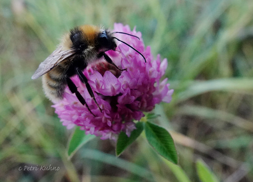 Great Yellow Bumble Bee