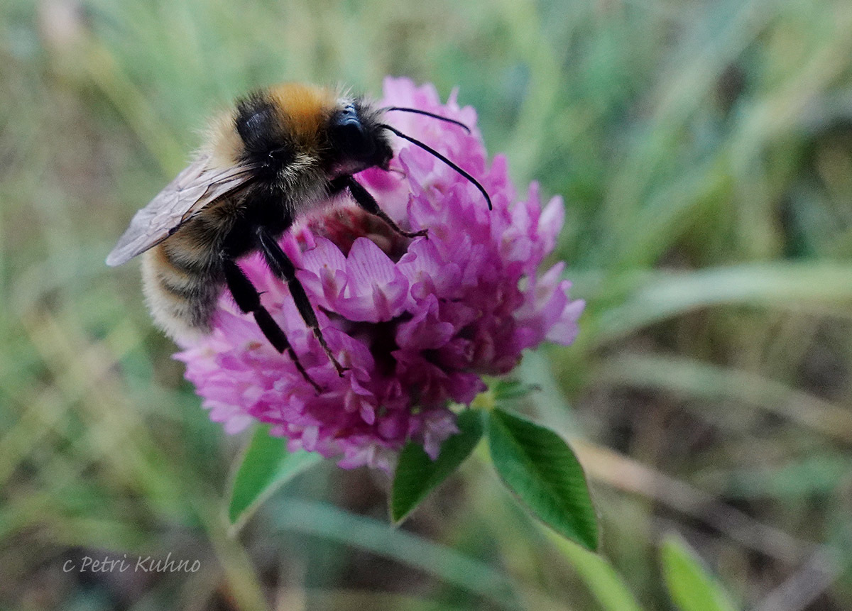 Polar Bumble Bee (Bombus polaris) · iNaturalist