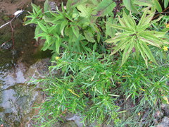 Hypericum densiflorum interior