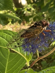 Auritibicen japonicus