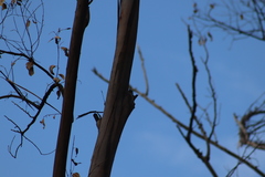Melanerpes uropygialis