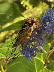 Auritibicen japonicus