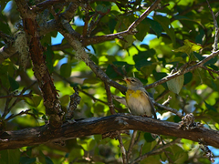 Setophaga americana image