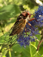 Auritibicen japonicus