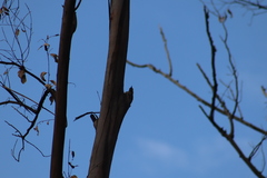 Melanerpes uropygialis