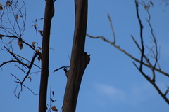 Melanerpes uropygialis