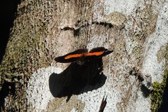 Catonephele acontius