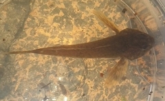Cottus perifretum