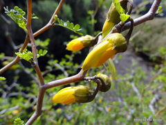 Sophora prostrata