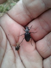 Licinus