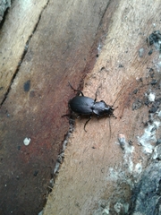 Licinus