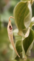 Vincetoxicum hirundinaria adriaticum