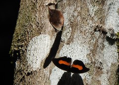 Catonephele acontius