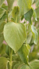 Vincetoxicum hirundinaria adriaticum