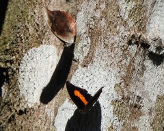 Catonephele acontius