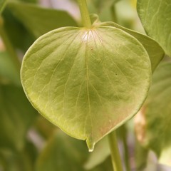 Vincetoxicum hirundinaria adriaticum