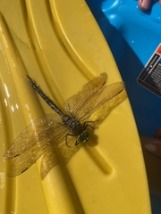 Aeshna eremita