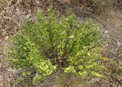 Vincetoxicum hirundinaria adriaticum