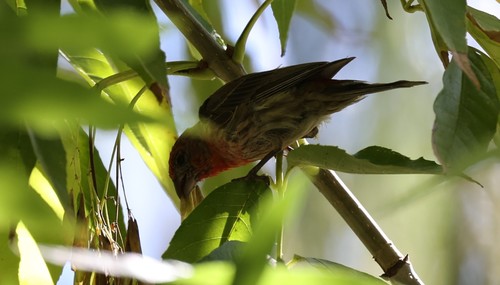 photo of House Finch (Haemorhous mexicanus)