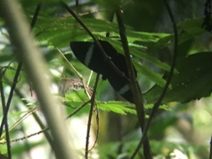 Amnosia decora