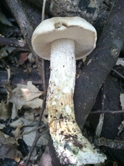 Leccinum duriusculum