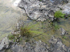 Rhynchospora stiletto