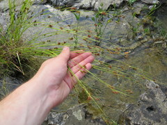 Rhynchospora stiletto