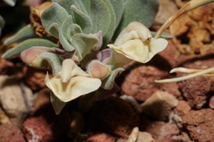 Scutellaria nana