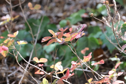 photo of Pacific Poison Oak (Toxicodendron diversilobum)