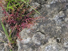 Mecardonia acuminata