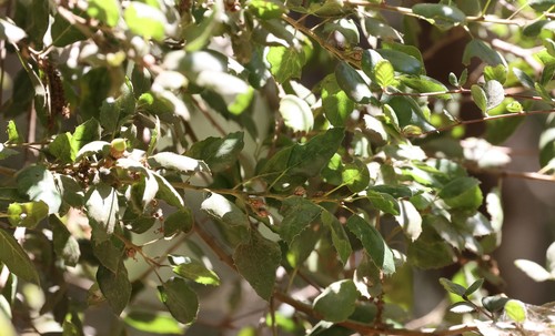 photo of Coast Live Oak (Quercus agrifolia)