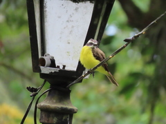 Myiozetetes cayanensis hellmayri