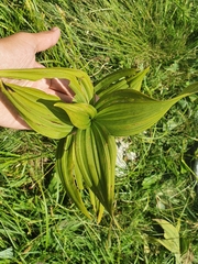 Veratrum album