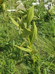 Veratrum album