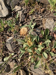 Erigeron aureus