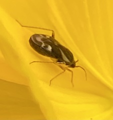 Plagiognathus obscurus