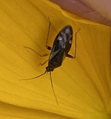 Plagiognathus obscurus