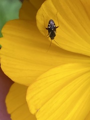 Plagiognathus obscurus