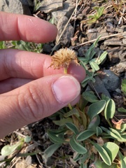 Erigeron aureus