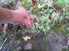 Selaginella apoda