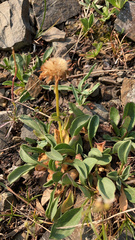Erigeron aureus
