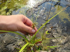Cyperus flavescens