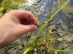 Cyperus flavescens