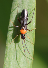 Pseudoxenetus regalis